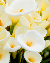 Без бренда «Белые каллы» в Хабаровске