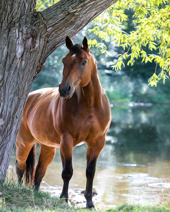 Алмазная мозаика 40x50 2KMB-4594