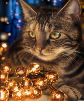 Без бренда «BOX40-2KXSB-0678» в Хабаровске