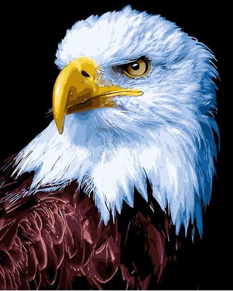 Картина по номерам 40x50 Американский орёл