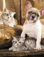 Без бренда «Милый щенок французского бульдога и два котёнка» в Хабаровске