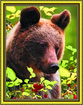 Бурый медведь среди ягод