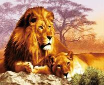 Лев и львица на камне в лучах солнца