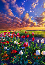 Без бренда «Поле тюльпанов под облачным небом» в Хабаровске в интернет-магазине  Без бренда «Поле тюльпанов под облачным небом» в Хабаровске